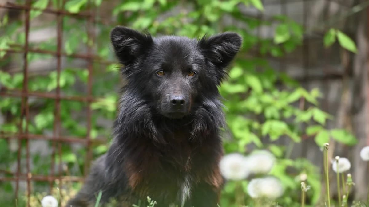 Negro - ein tapferer Schatz - we all love rescue dogs, Mixed Breed for adoption at We All Love Rescue Dogs