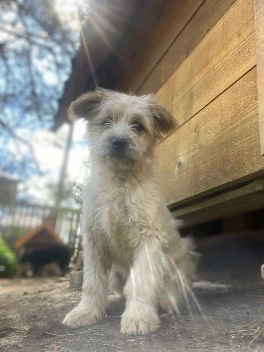 Otto - Happy End - we all love rescue dogs, Mixed Breed for adoption at We All Love Rescue Dogs