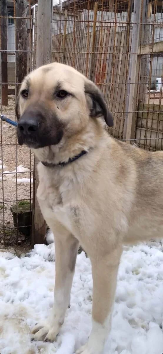 Poppy- eine junge Kangal Mix Dame - we all love rescue dogs, Mixed Breed for adoption at We All Love Rescue Dogs