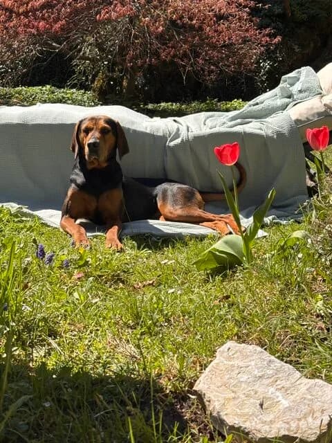 Reinrassige Bracke - Jagdhündin -Brisa - we all love rescue dogs, Mixed Breed for adoption at We All Love Rescue Dogs