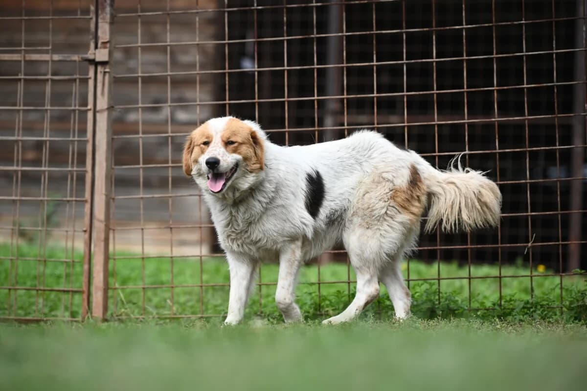 Sierra - ein Blickfang - we all love rescue dogs, Mixed Breed for adoption at We All Love Rescue Dogs