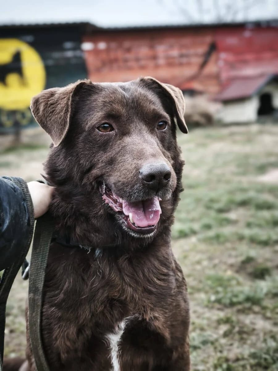 Toni - Labrador Schoko sucht sein Zuhause - we all love rescue dogs, Mixed Breed for adoption at We All Love Rescue Dogs