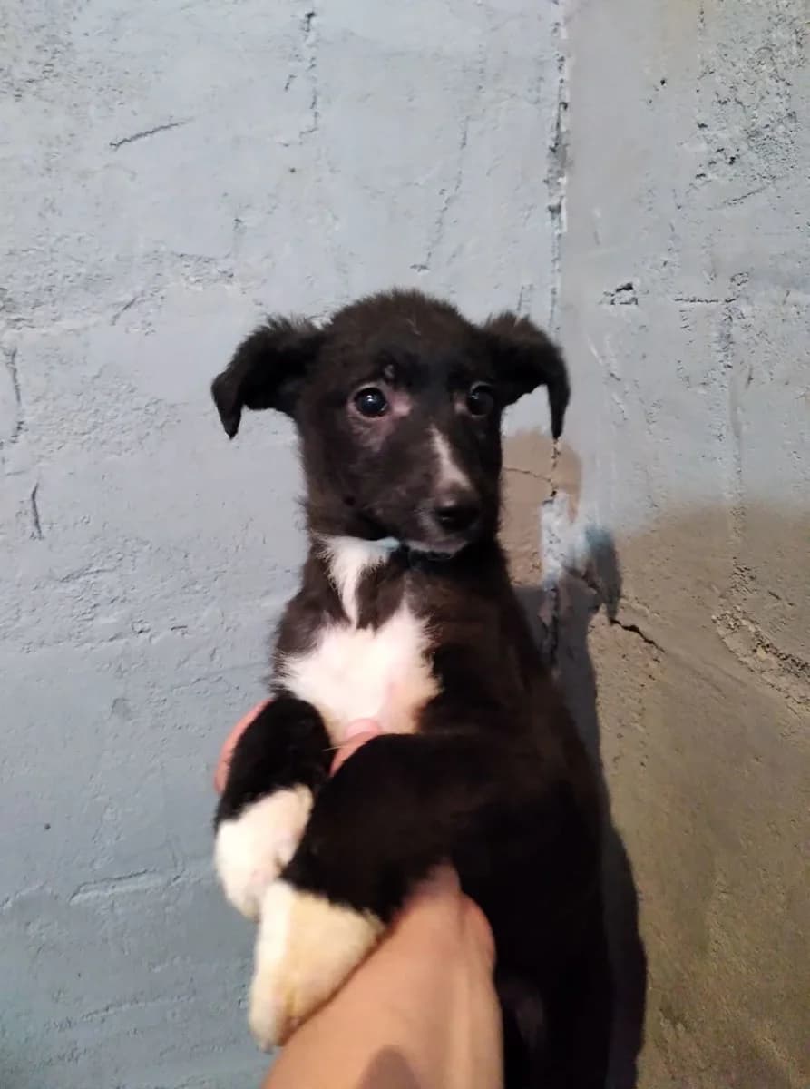Travis- Lost and found - we all love rescue dogs, Mixed Breed for adoption at We All Love Rescue Dogs
