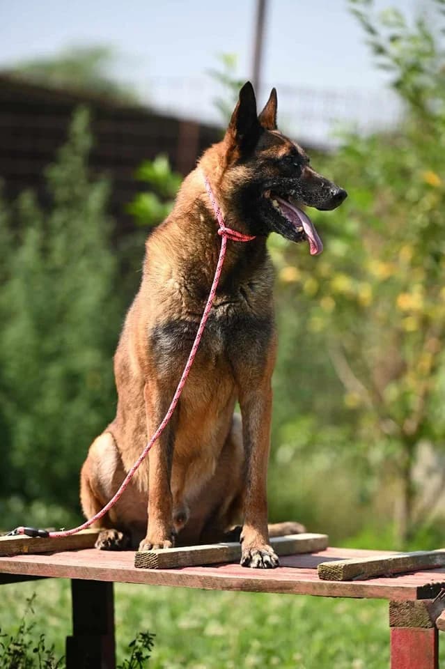 Yale - Malinois ehemaliger Spürhund - we all love rescue dogs, Mixed Breed for adoption at We All Love Rescue Dogs