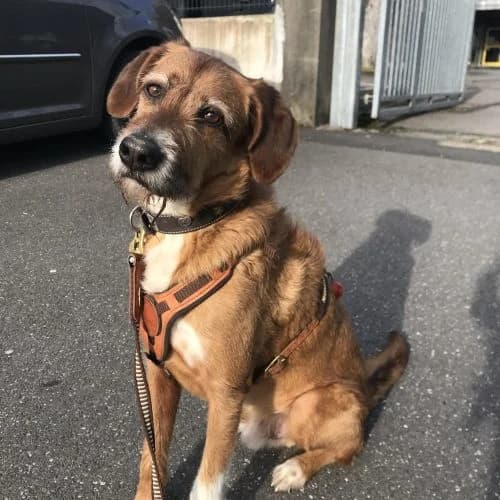 Diego, male senior Mixed Breed for adoption at Welpenwaisenhaus NRW e.V., Nettersheim