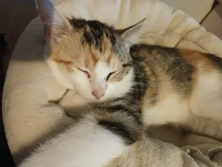Neues Zuhause gesucht, Mixed Breed for adoption at Verein La Gula Lupis