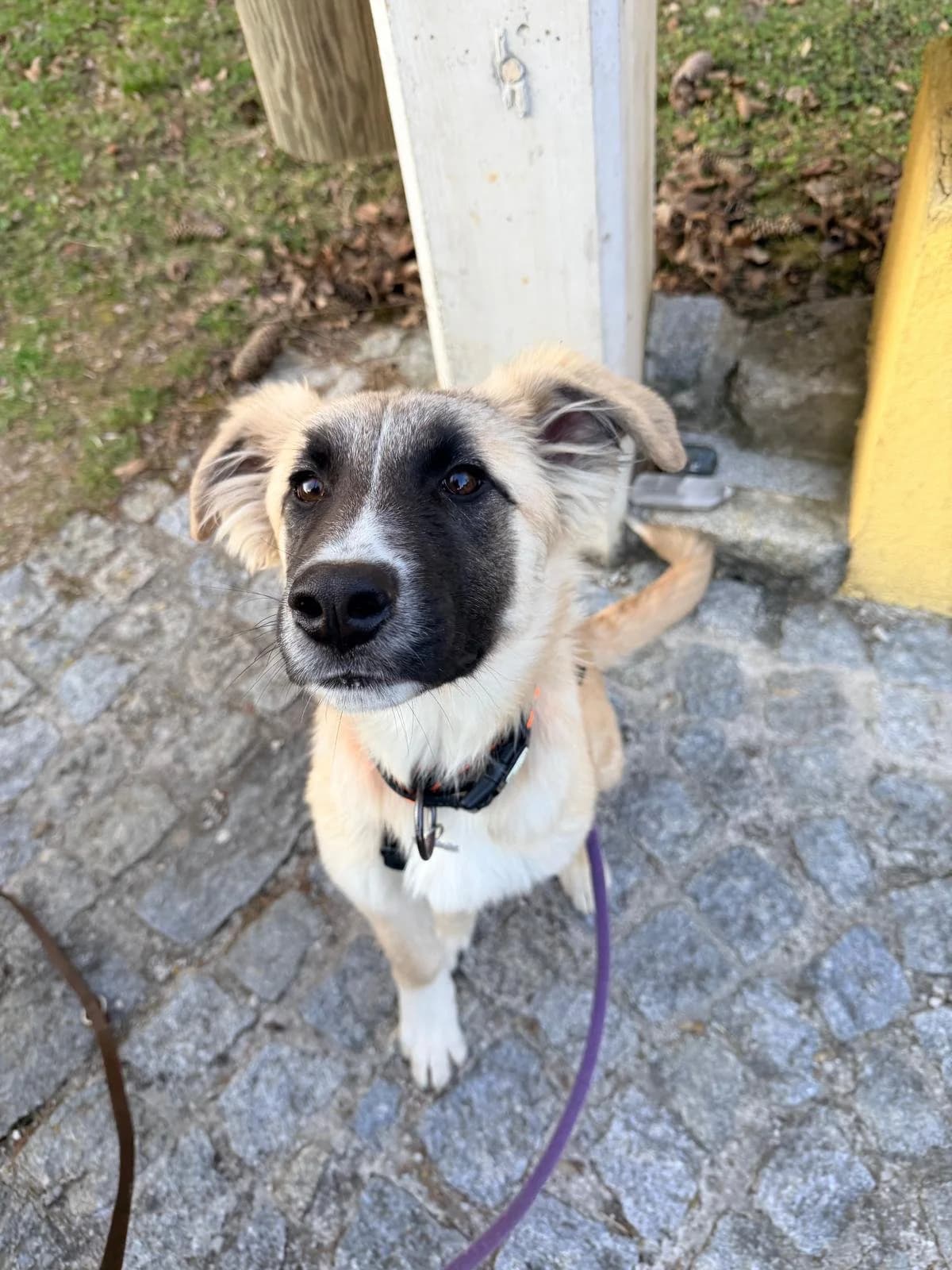 ALBICOCCA, female young Mixed Breed for adoption at Why Not Association gUG