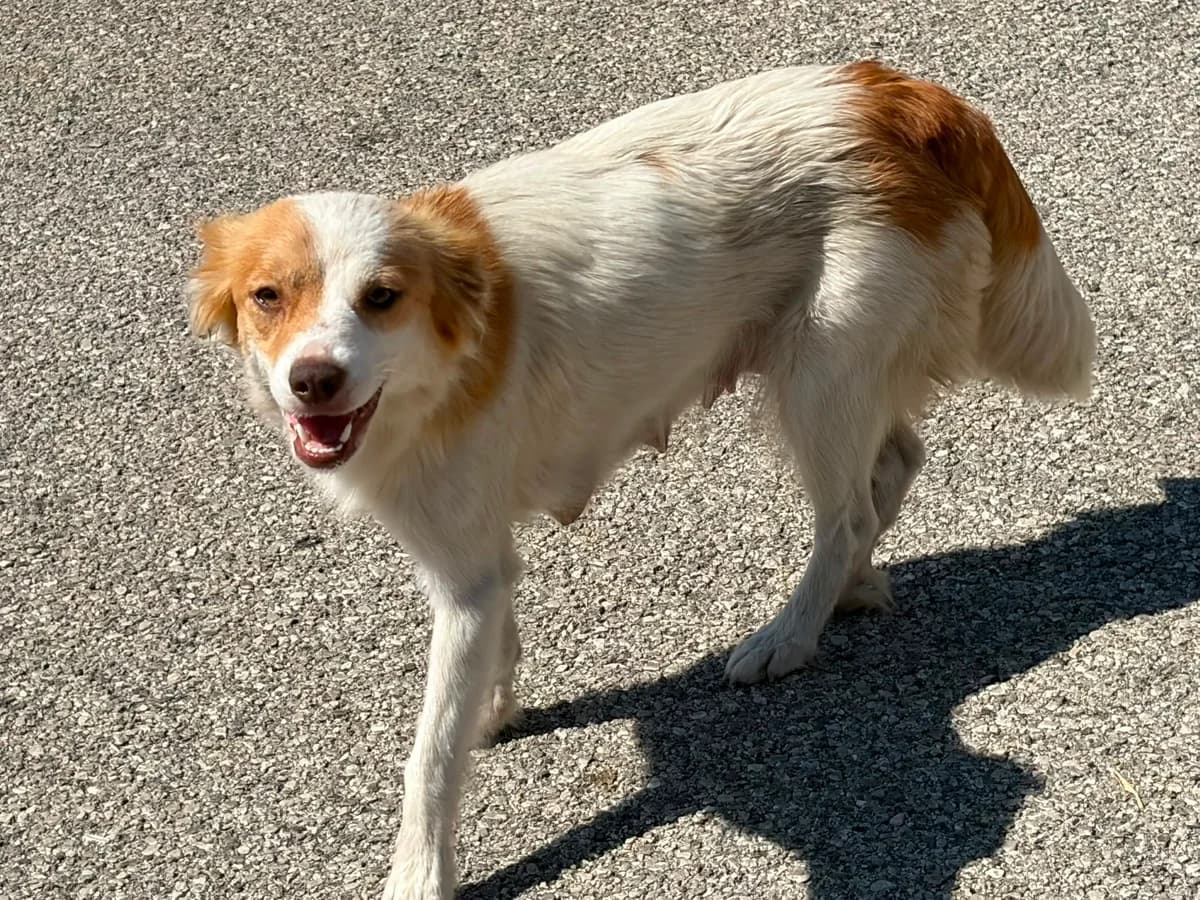 AMBRA, female Mixed Breed for adoption at Why Not Association gUG