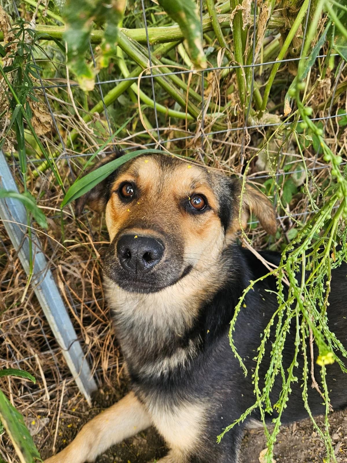 ANDREA, male young Mixed Breed for adoption at Why Not Association gUG