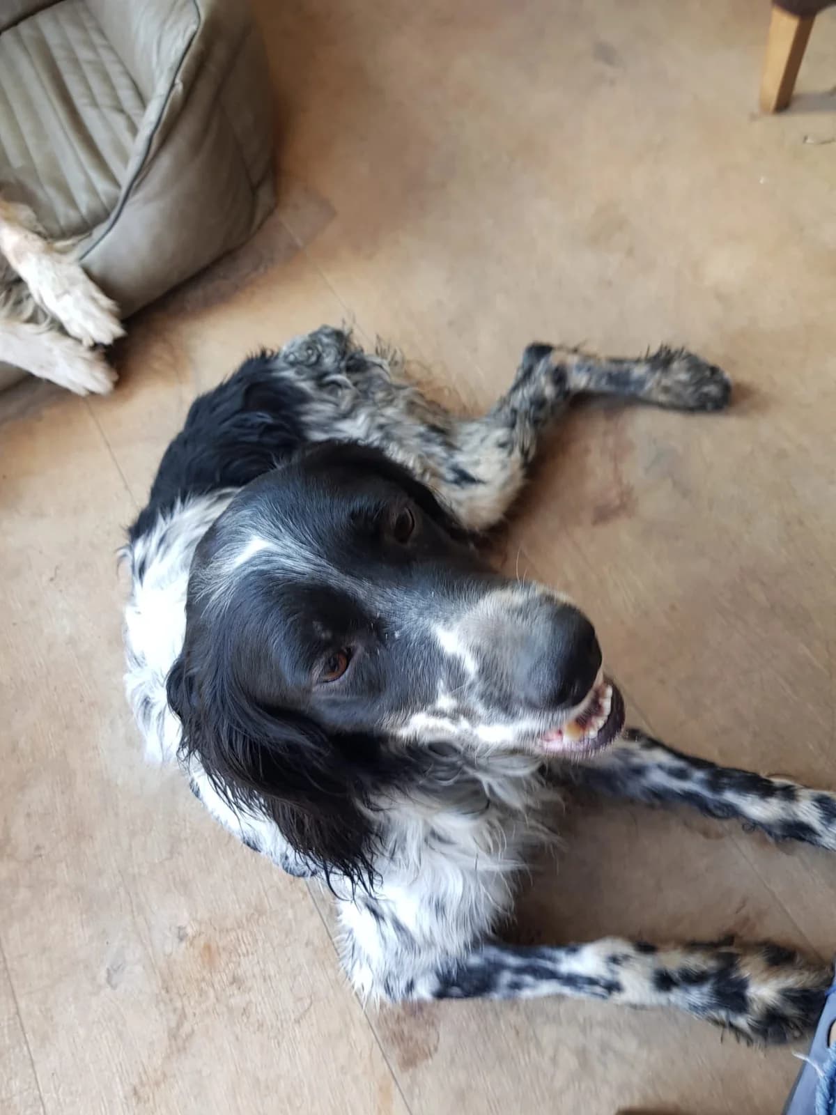 APRILE, male Mixed Breed for adoption at Why Not Association gUG
