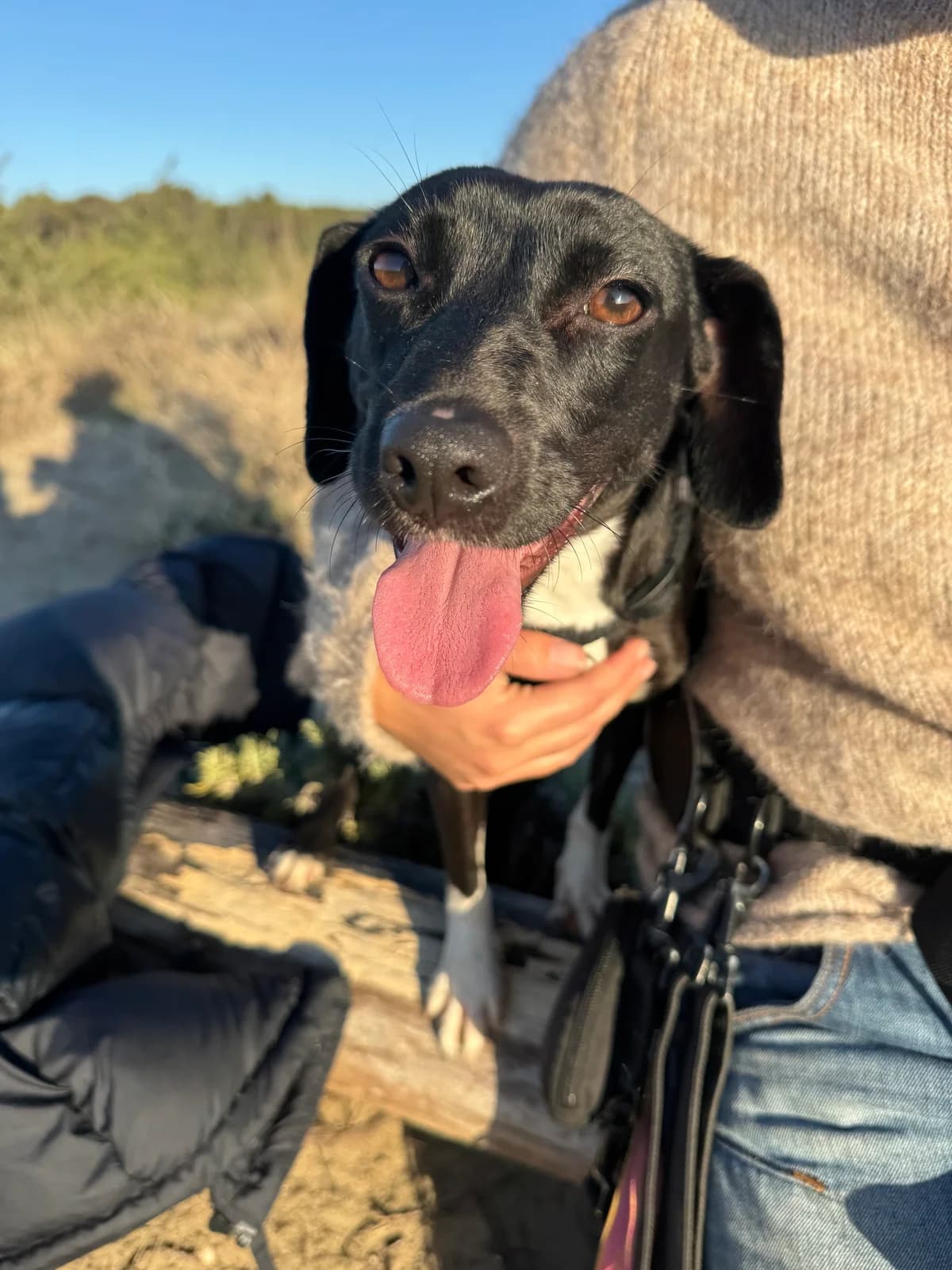 BAILEY, young Mixed Breed for adoption at Why Not Association gUG