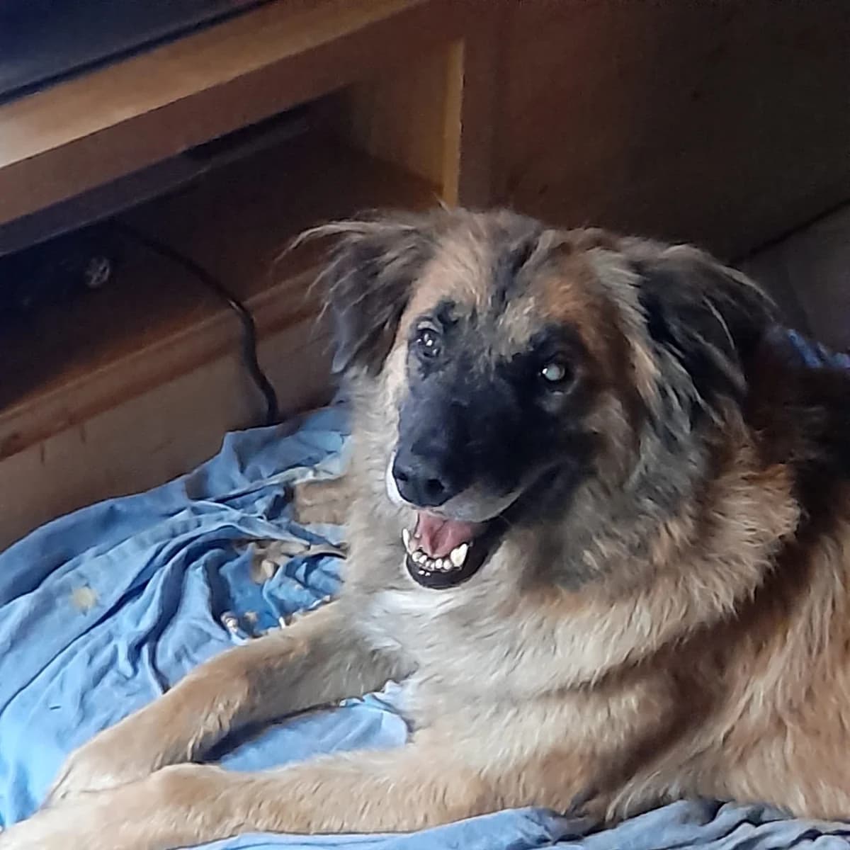BARRO, Mixed Breed for adoption at Why Not Association gUG