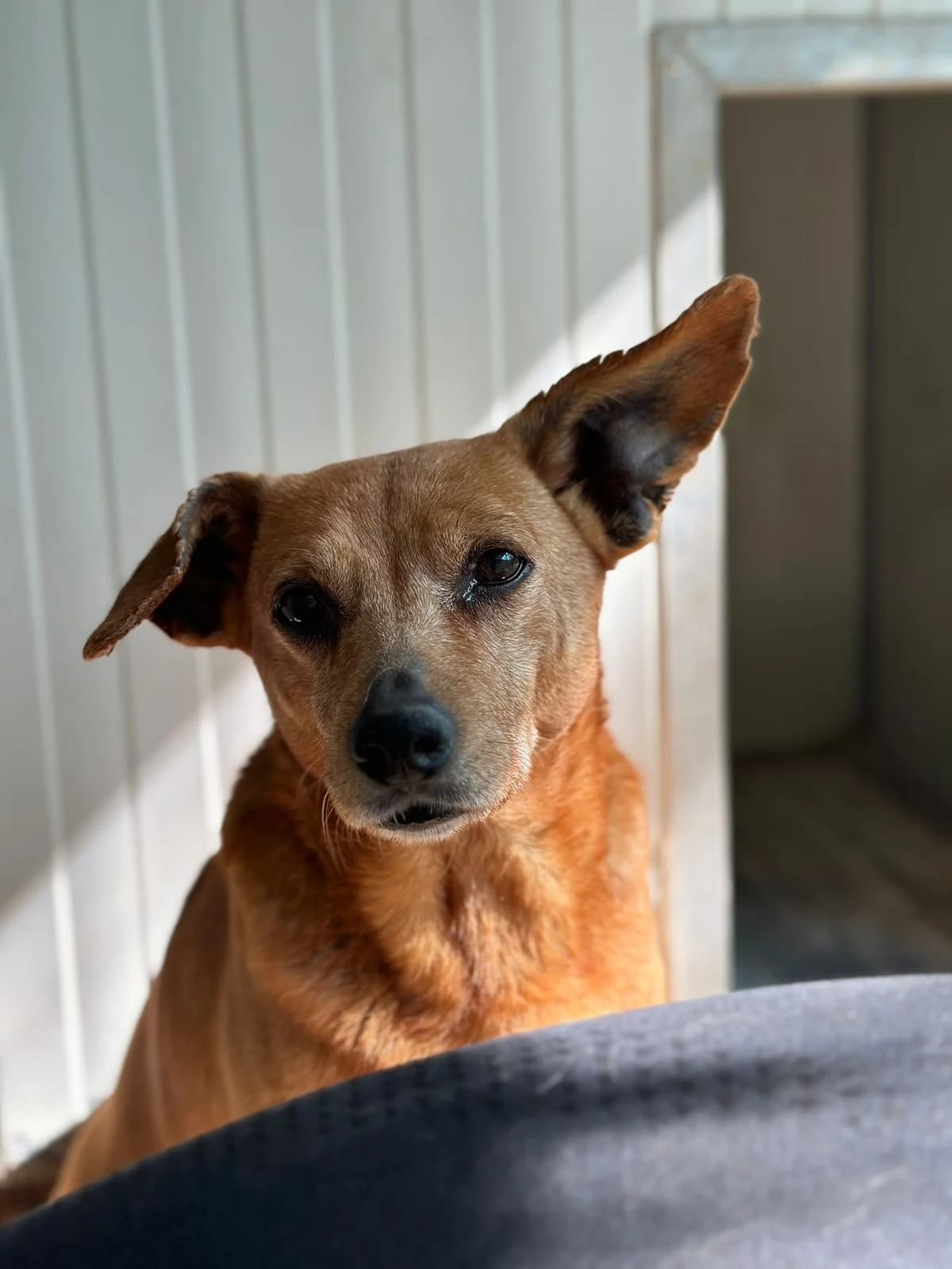 BASILIO, senior Mixed Breed for adoption at Why Not Association gUG