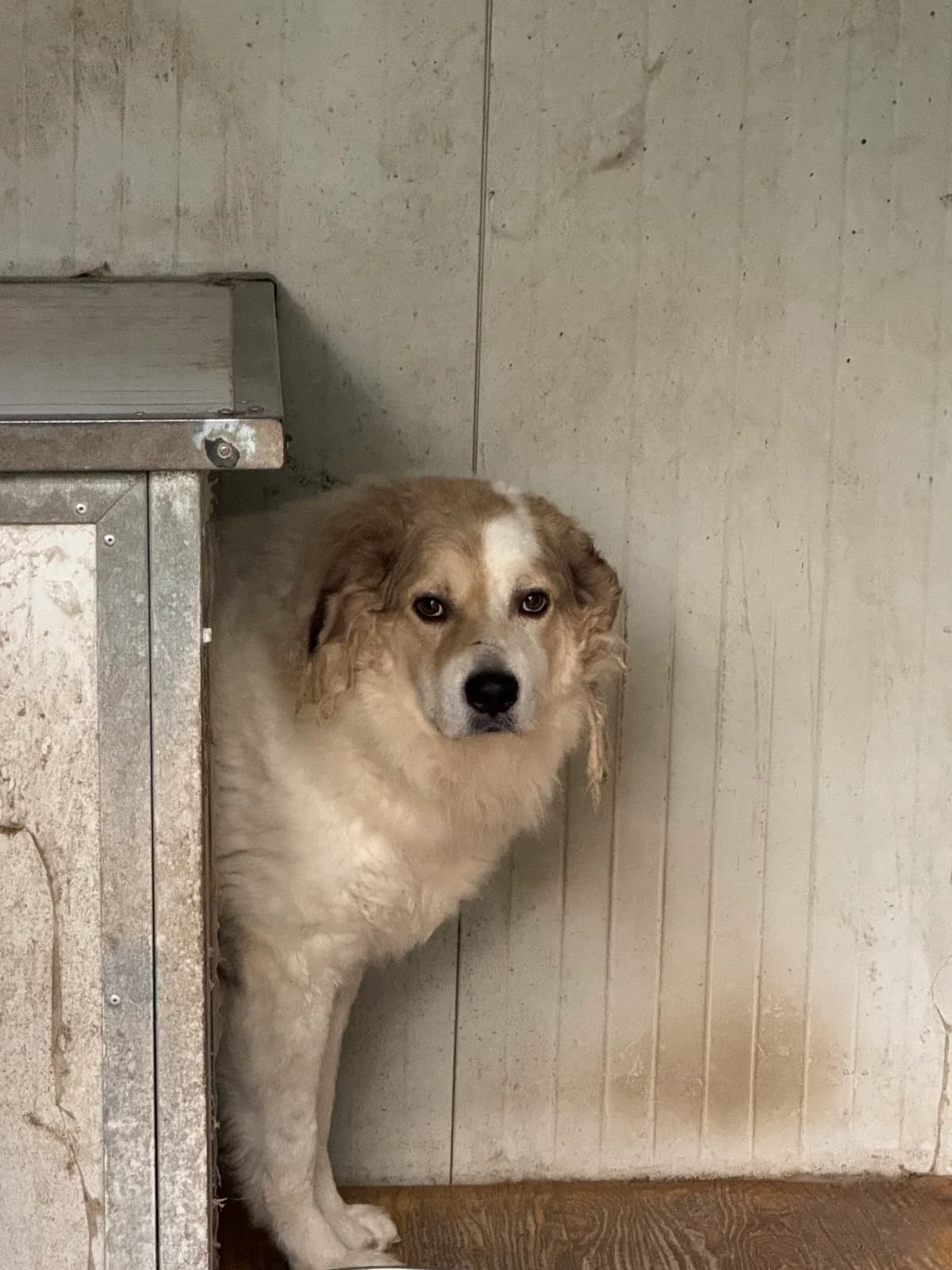 BEN, male 6yo Mixed Breed for adoption at Why Not Association gUG