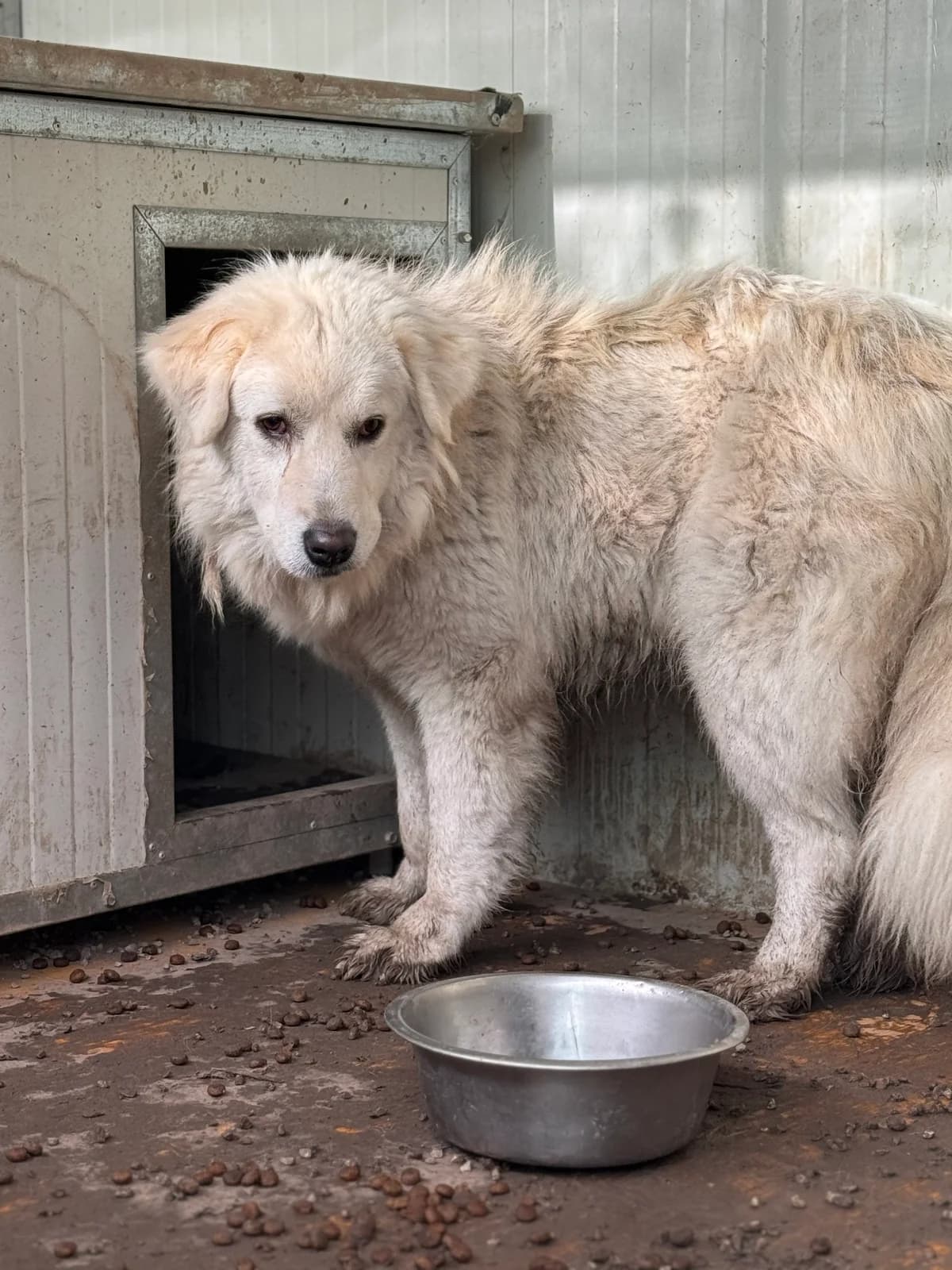 BIANCHINA, female 6yo mixed breed for adoption at Why Not Association gUG