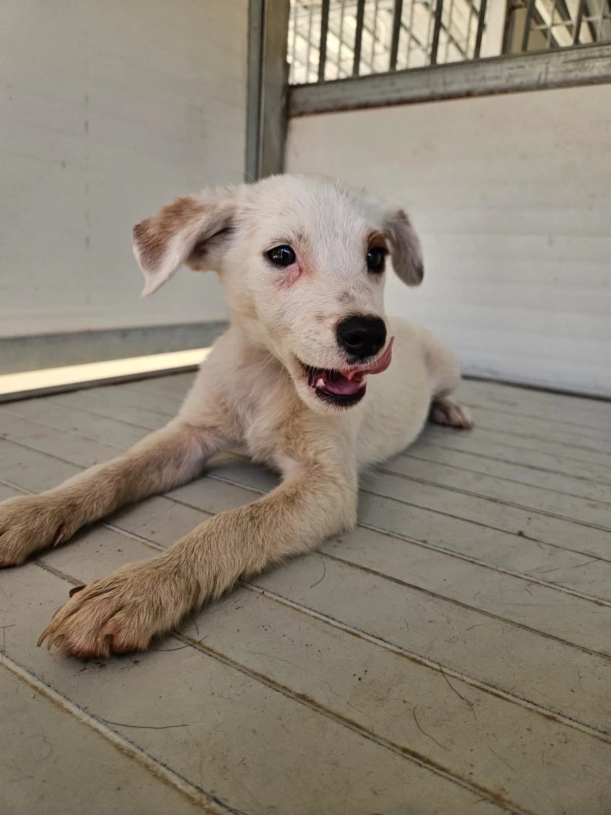 BINGÈ, male puppy Mixed Breed for adoption at Why Not Association gUG