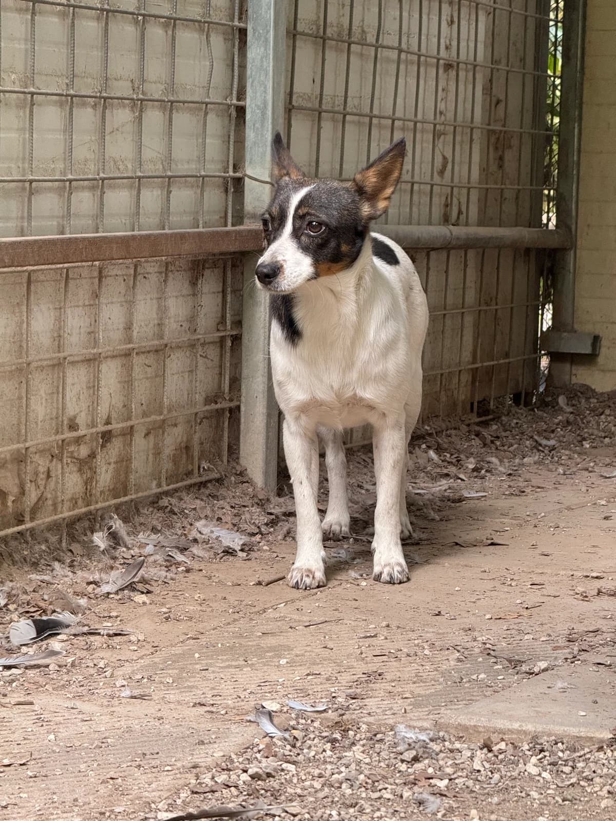 BONNIE, female 3yo Mixed Breed for adoption at Why Not Association gUG
