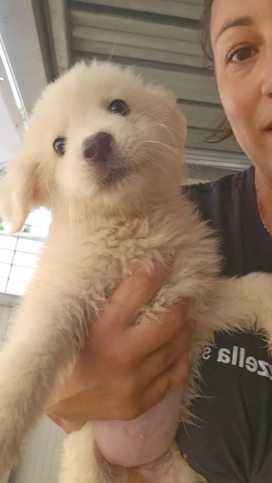 CARLA, puppy Mixed Breed for adoption at Why Not Association gUG