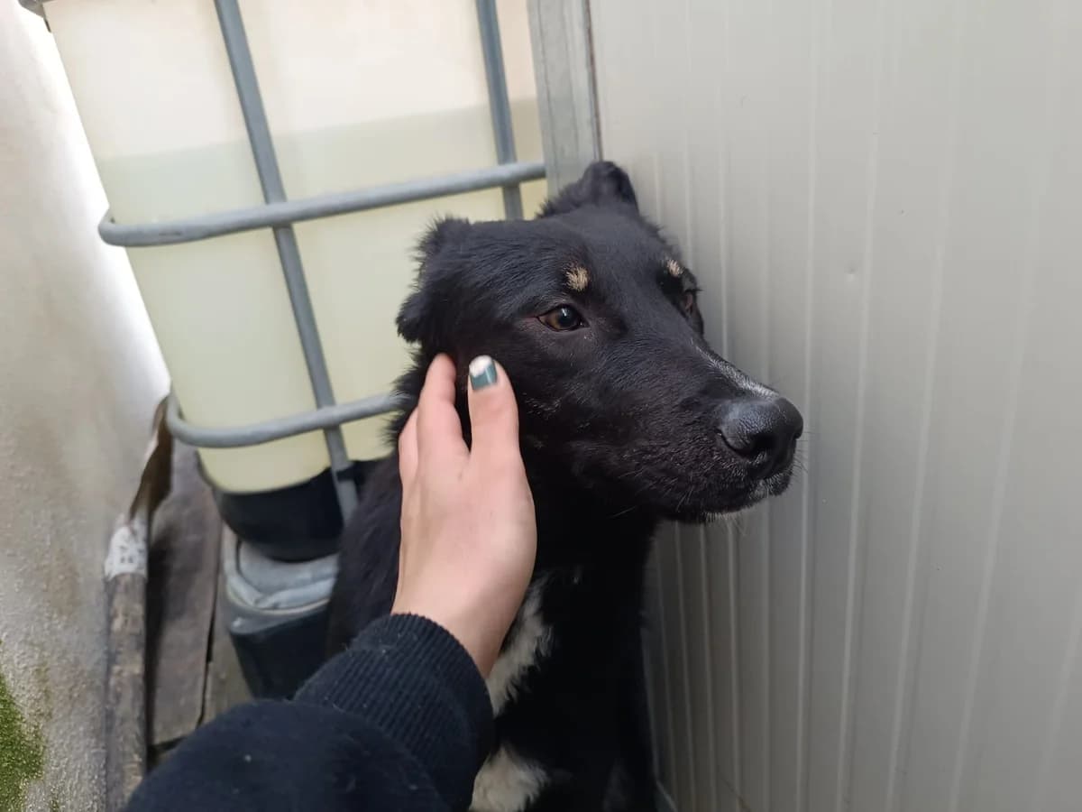 CARLO, male young Mixed Breed for adoption at Why Not Association gUG