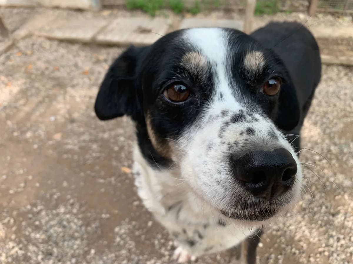 CAROLINA, senior Mixed Breed for adoption at Why Not Association gUG