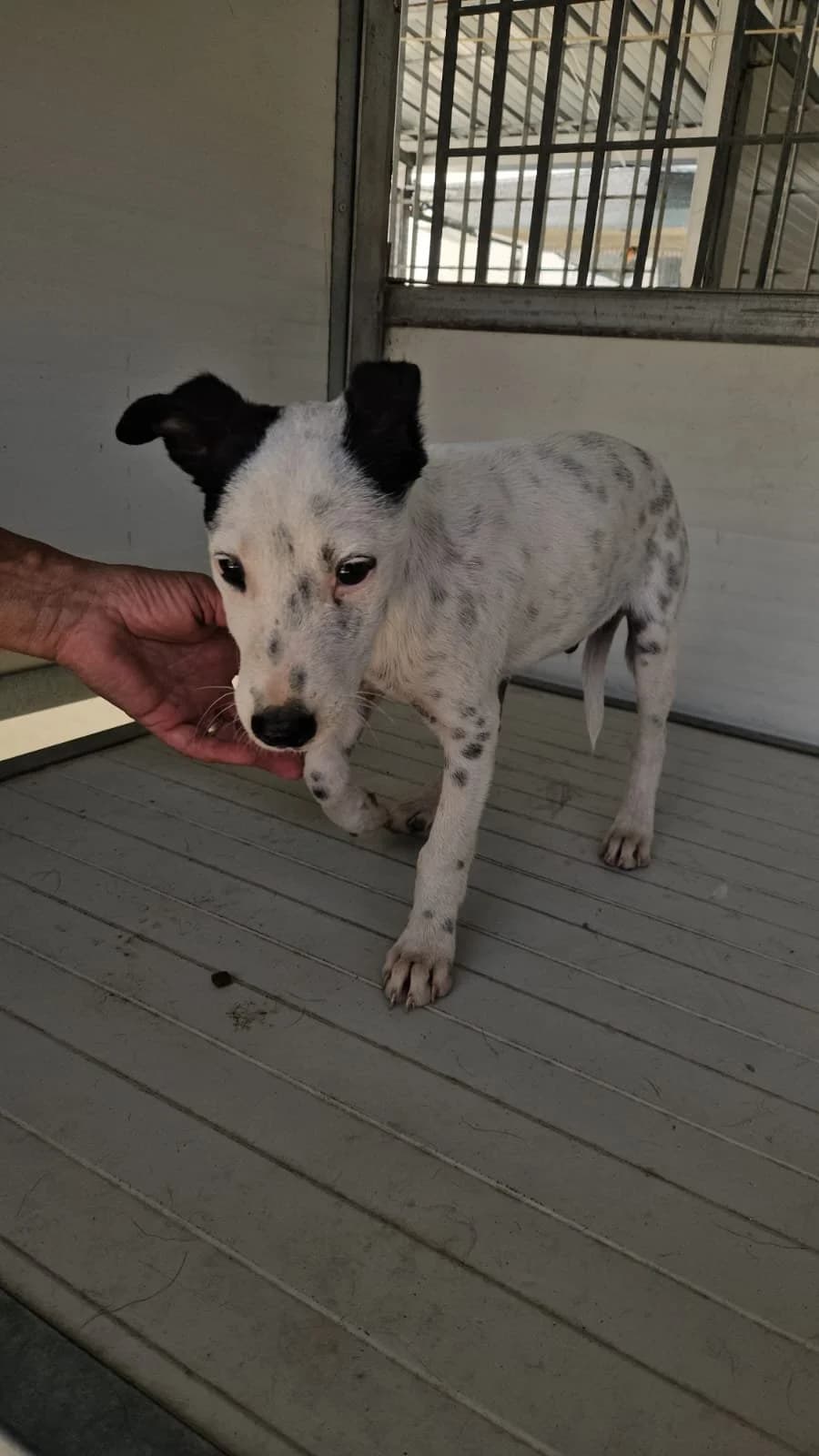 CONFETTO, male puppy Mixed Breed for adoption at Why Not Association gUG