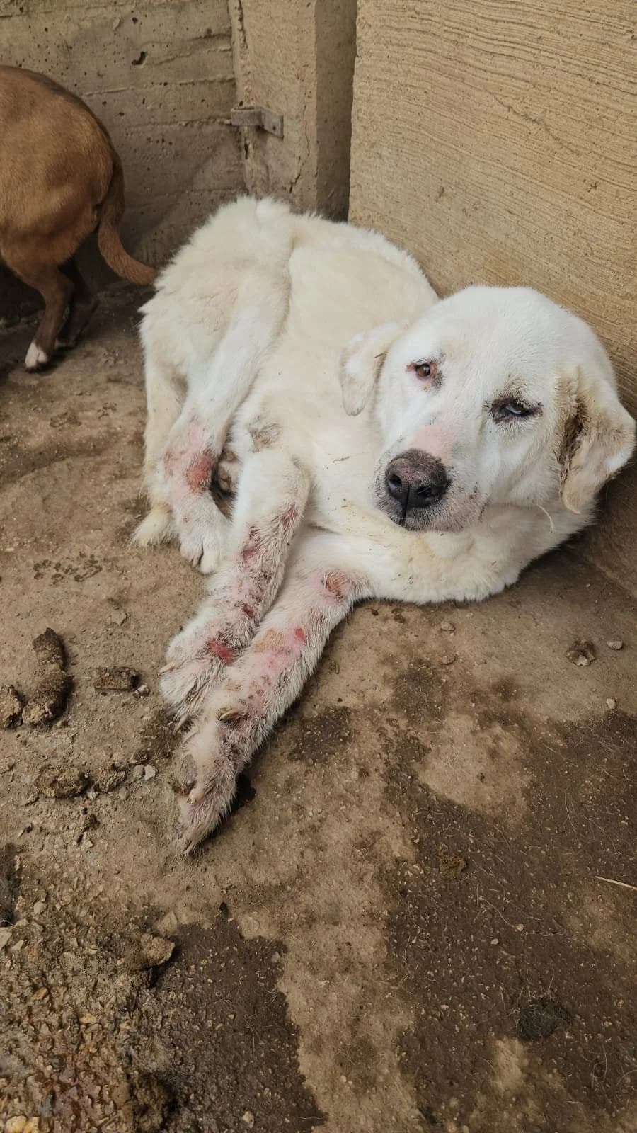 CONSUELO, 7yo Mixed Breed for adoption at Why Not Association gUG