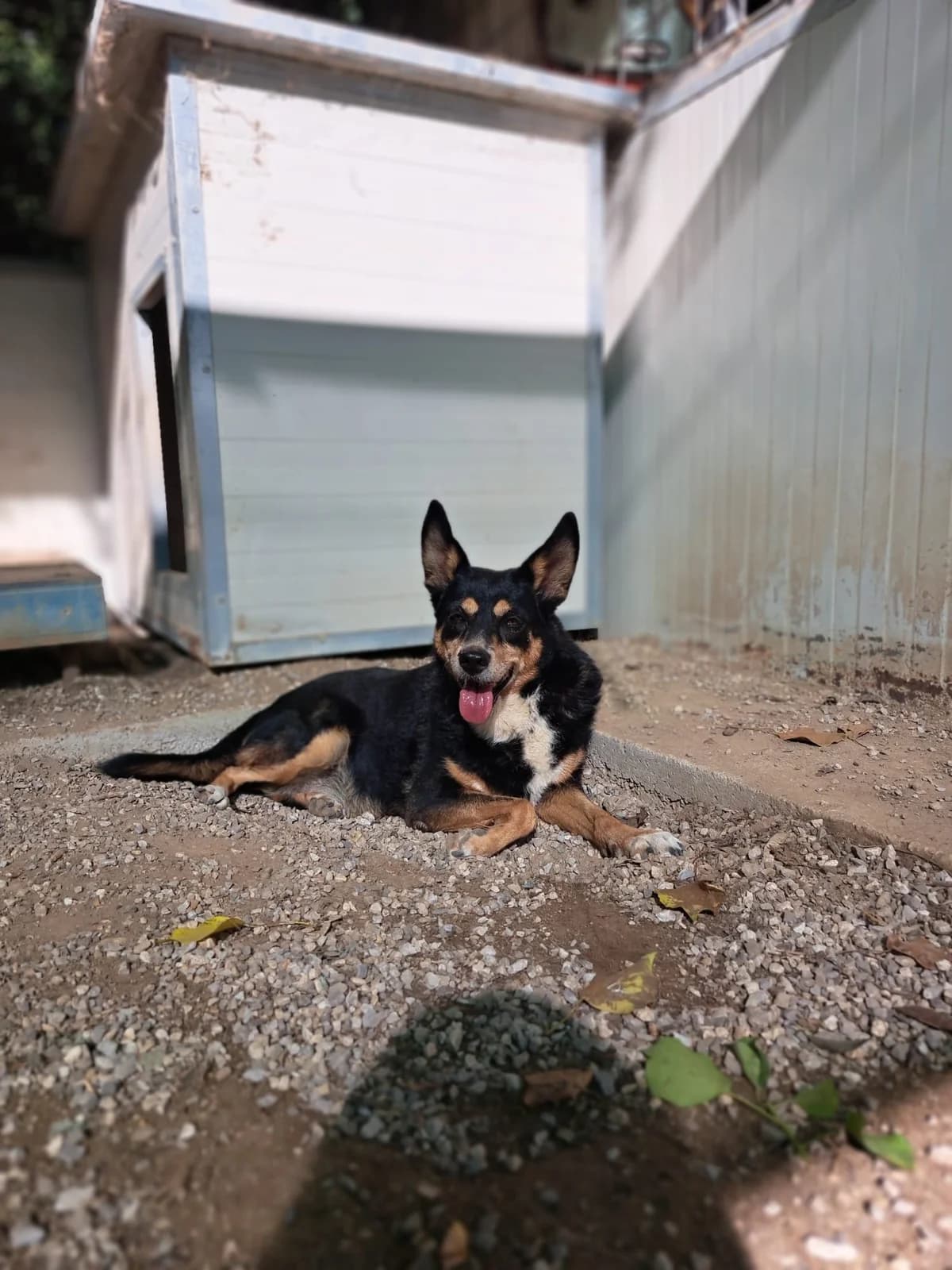 DAFNE, female senior Mixed Breed for adoption at Why Not Association gUG