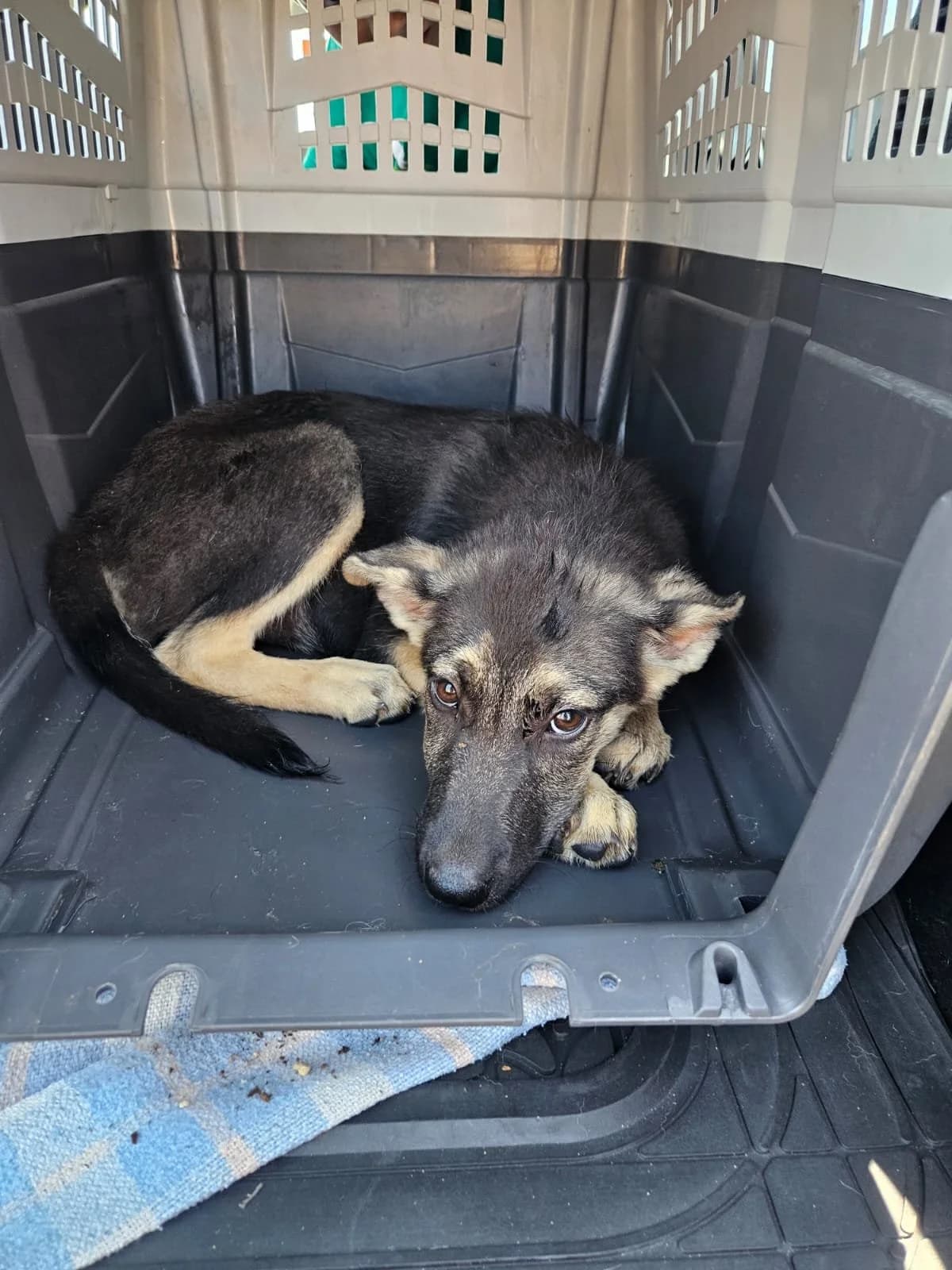 EDDA, female puppy Mixed Breed for adoption at Why Not Association gUG