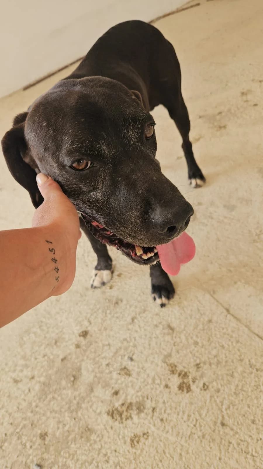 EDOARDO, male senior Mixed Breed for adoption at Why Not Association gUG