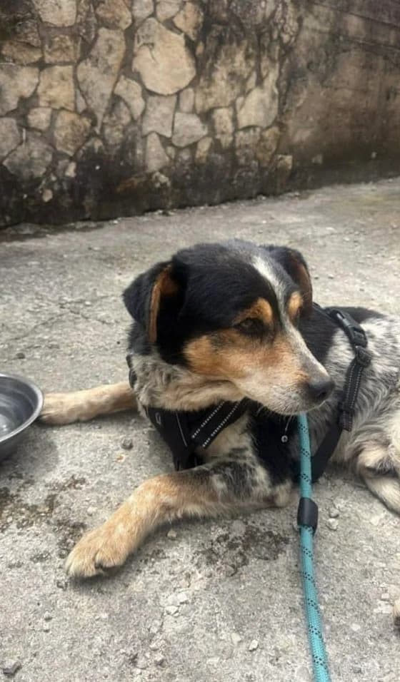 EFISIO, male young Mixed Breed for adoption at Why Not Association gUG