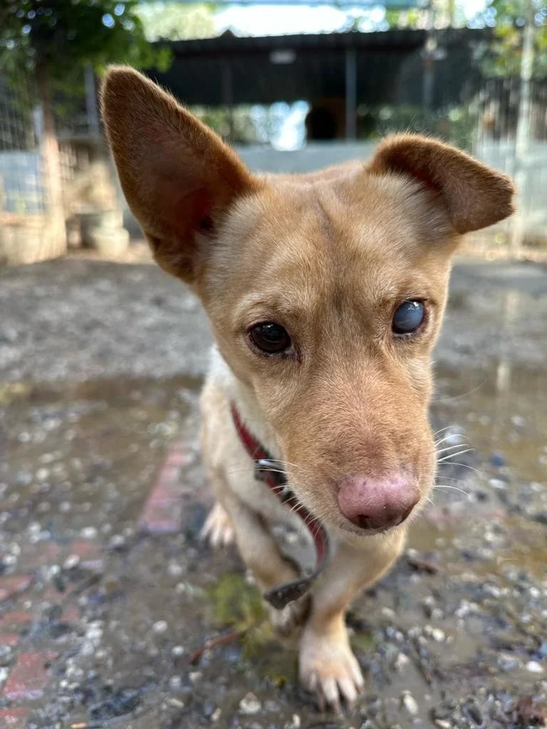 ERNESTO, male 6yo Mixed Breed for adoption at Why Not Association gUG