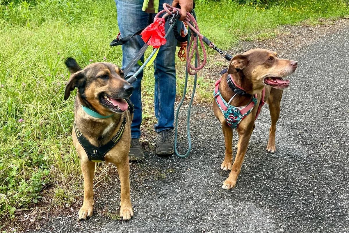 EVEREL, Mixed Breed for adoption at Why Not Association gUG
