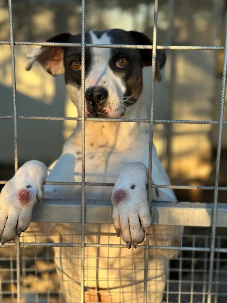 FIORELLA, female 6yo Mixed Breed for adoption at Why Not Association gUG