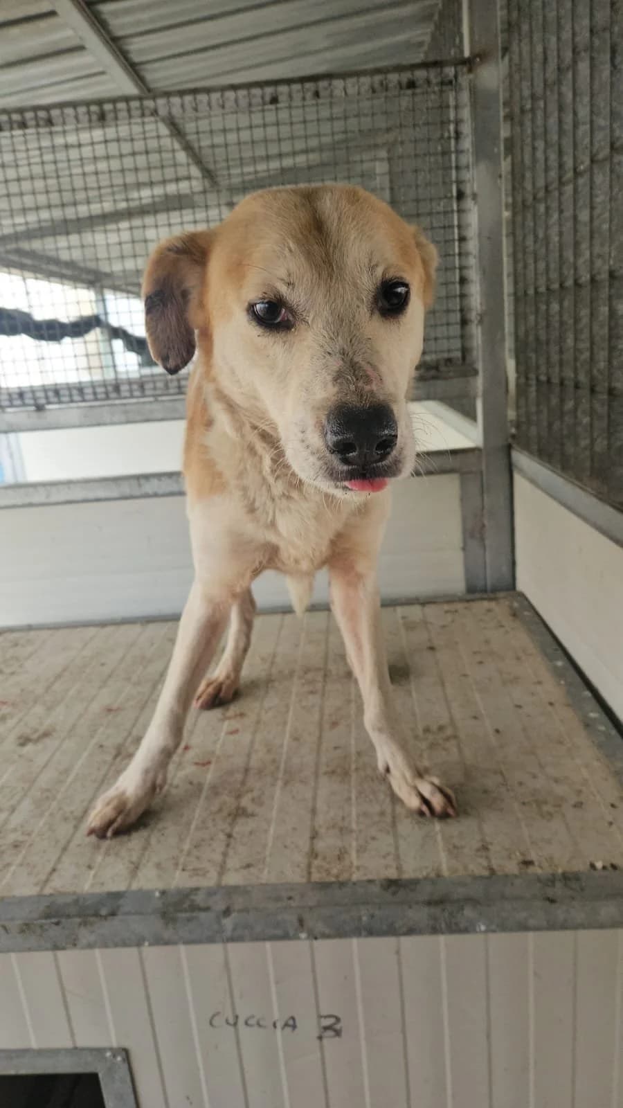 GERRY, male 5yo Mixed Breed for adoption at Why Not Association gUG