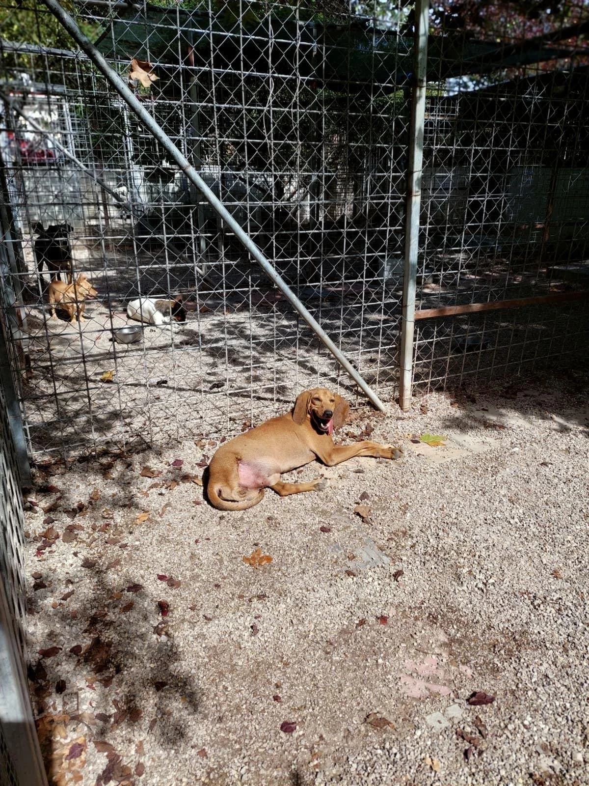 GIACOMO, male 7yo mixed breed for adoption at Why Not Association gUG