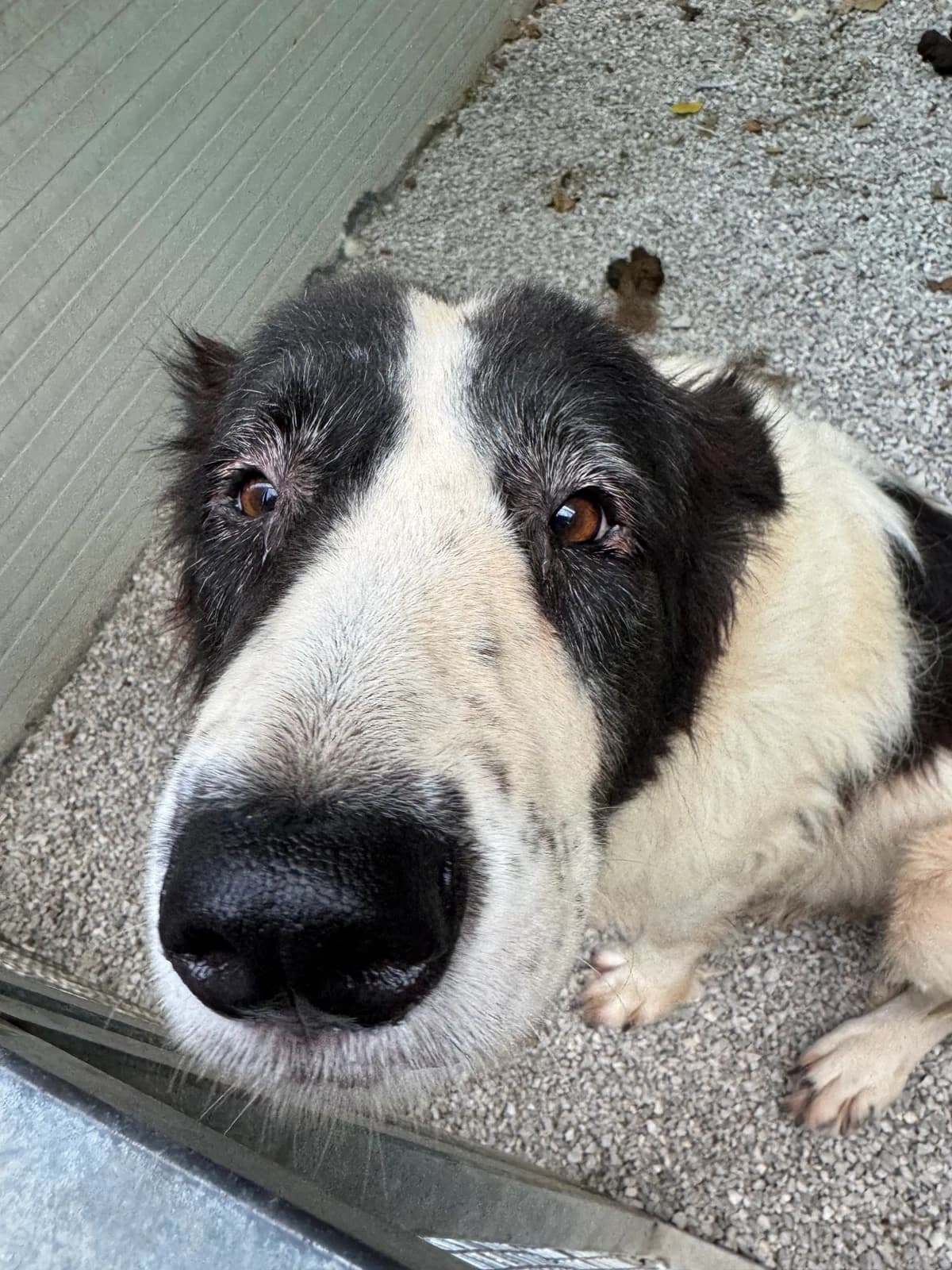GIULIA, female senior Mixed Breed for adoption at Why Not Association gUG