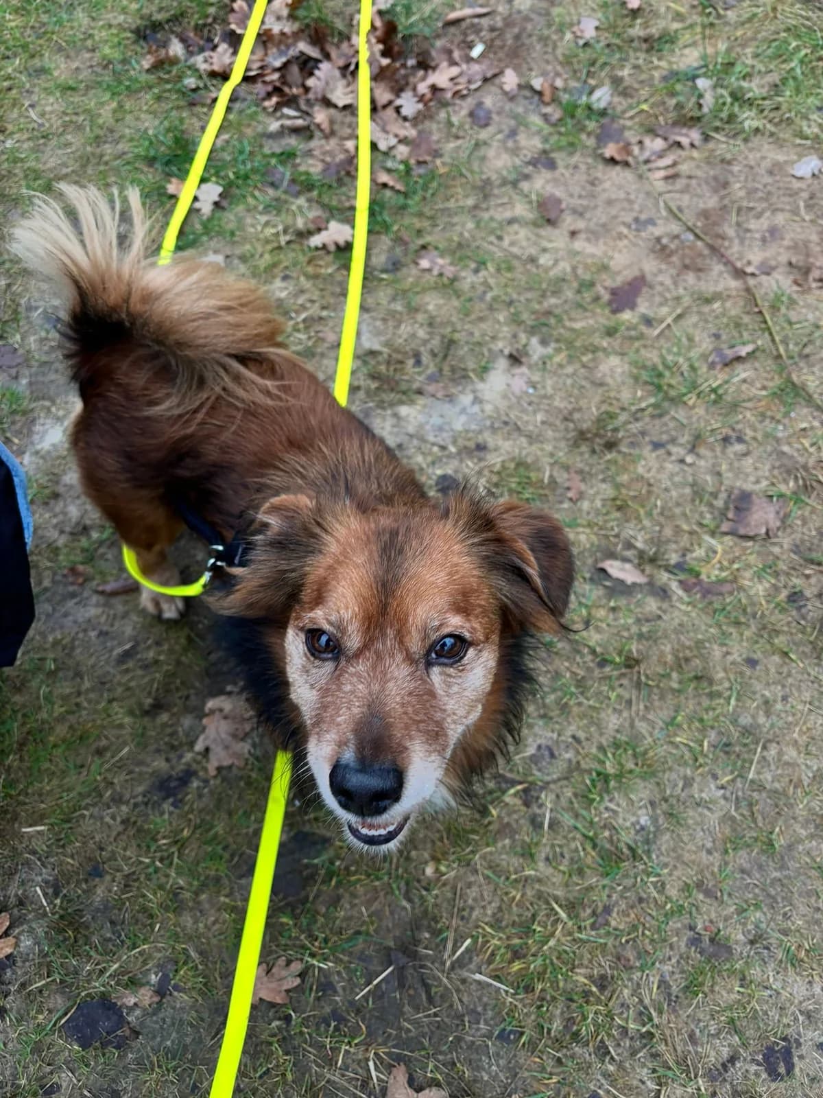 GIULIO, male Mixed Breed for adoption at Why Not Association gUG