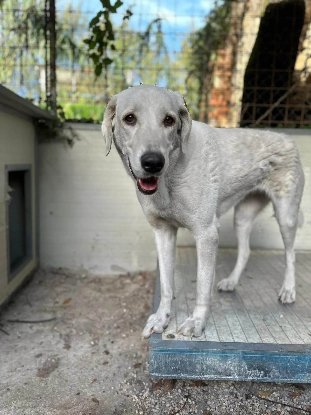 HOLLY, female 5yo Mixed Breed for adoption at Why Not Association gUG