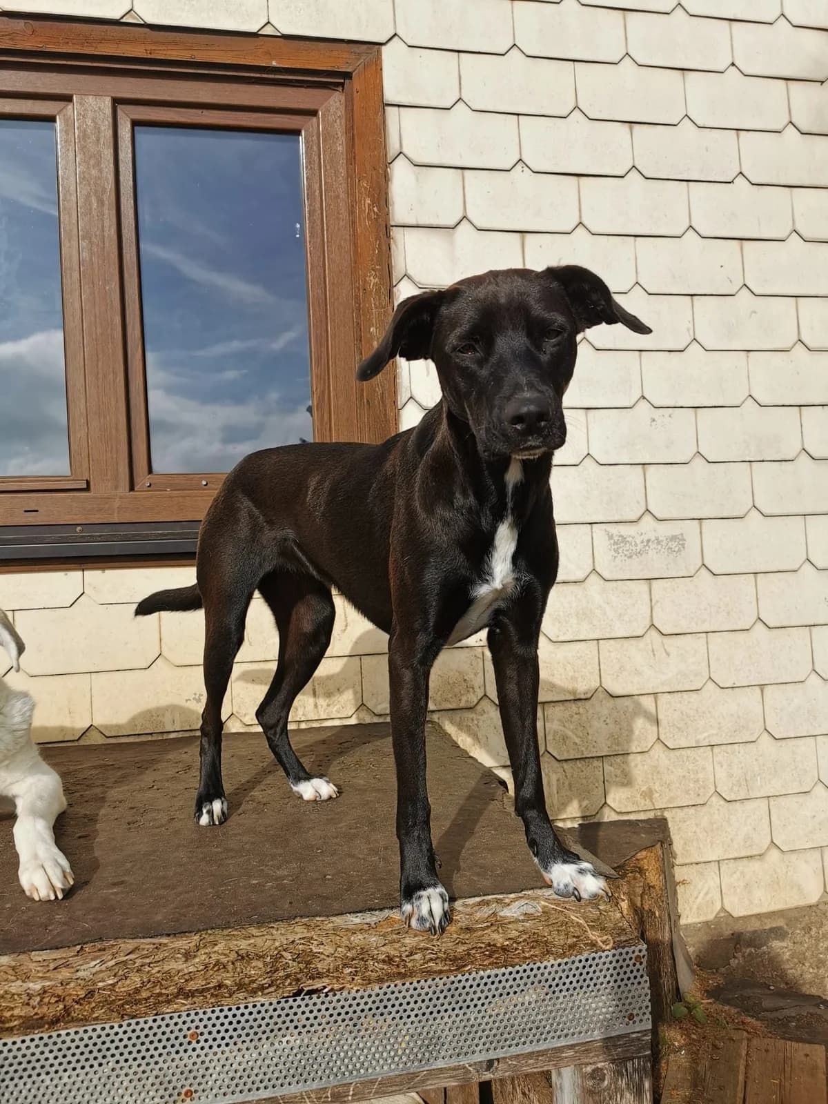 JUNA, 6yo Mixed Breed for adoption at Why Not Association gUG