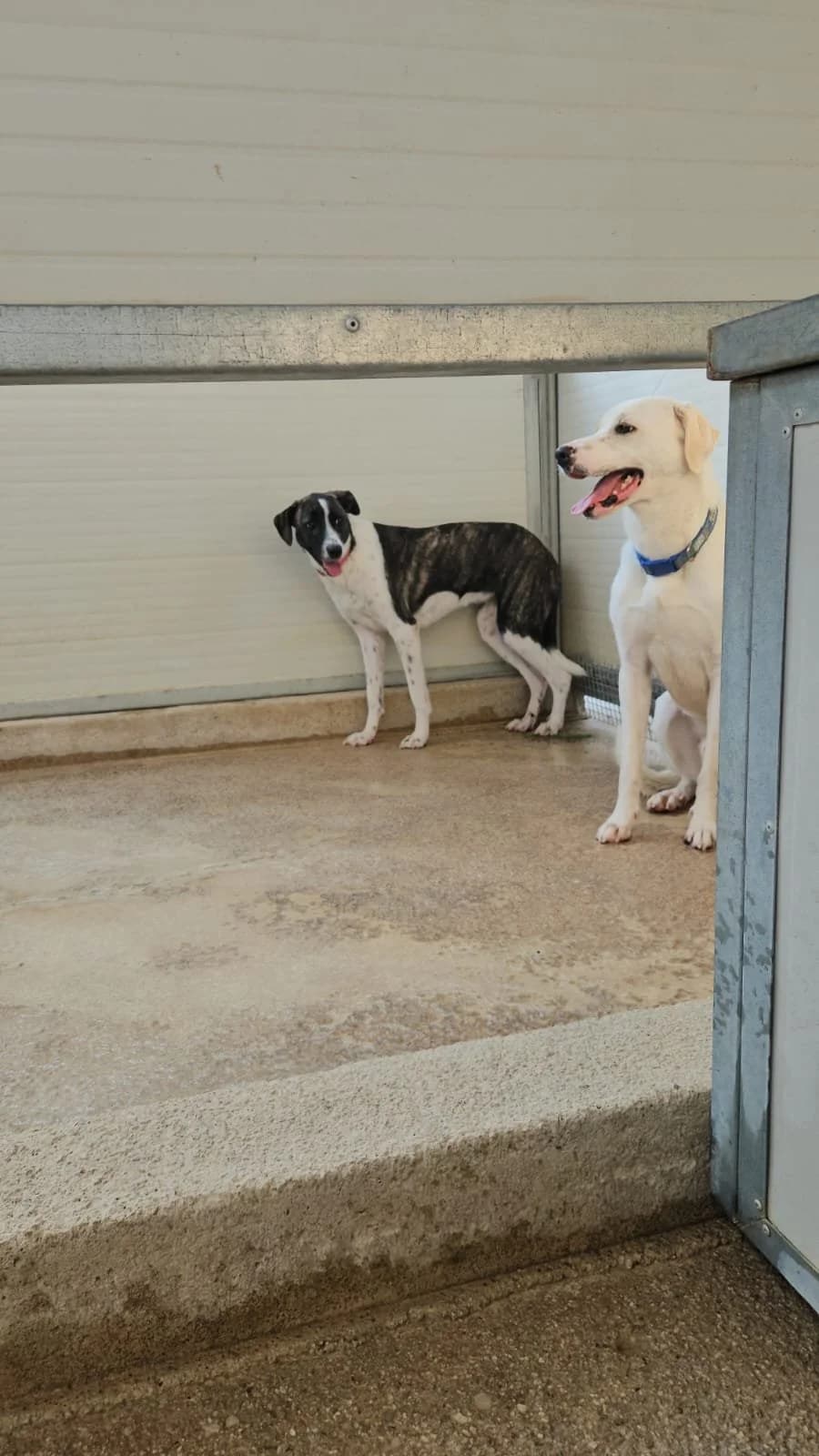 KINDER, male young Mixed Breed for adoption at Why Not Association gUG