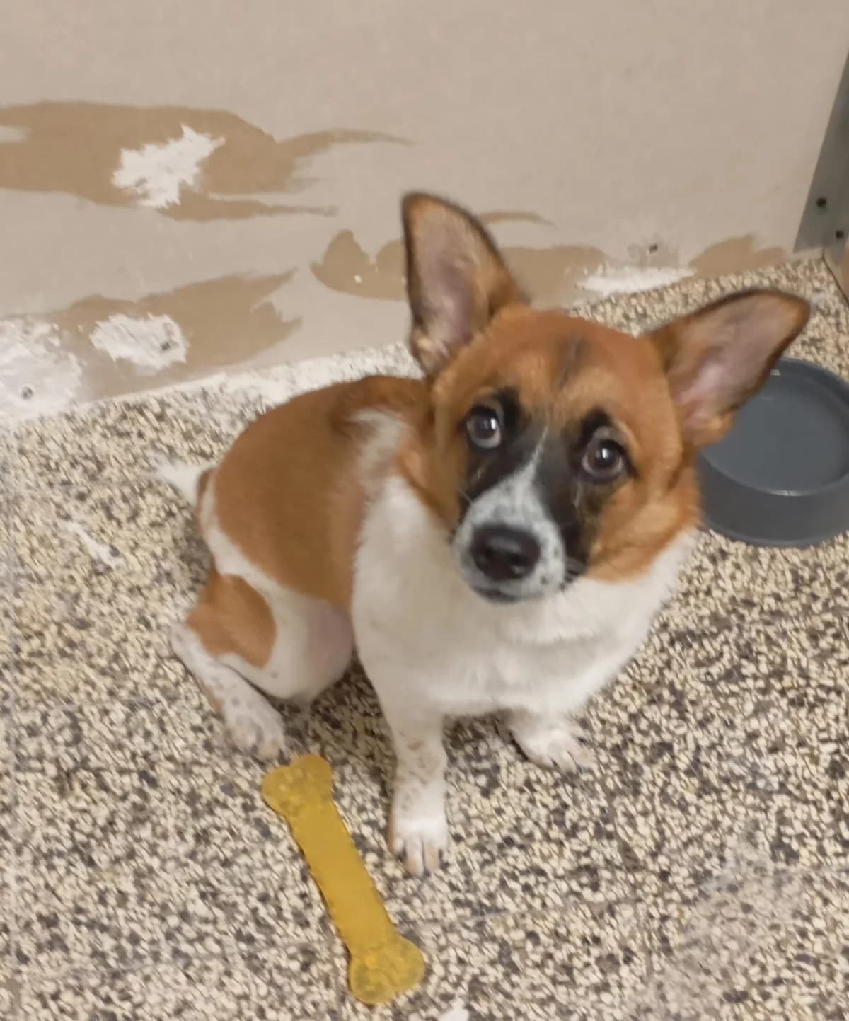 LADY, female Mixed Breed for adoption at Why Not Association gUG