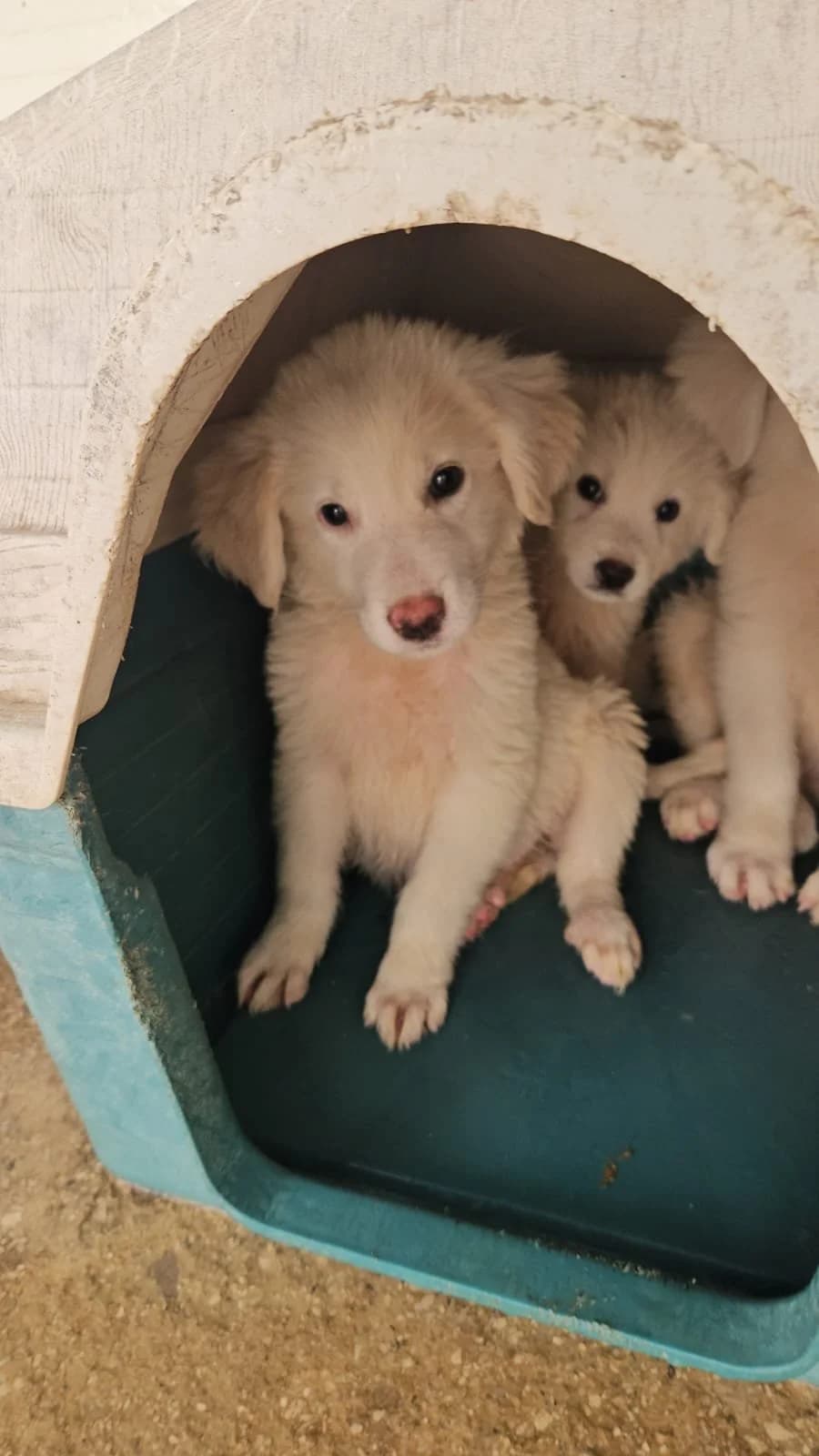 LELLA, puppy Mixed Breed for adoption at Why Not Association gUG