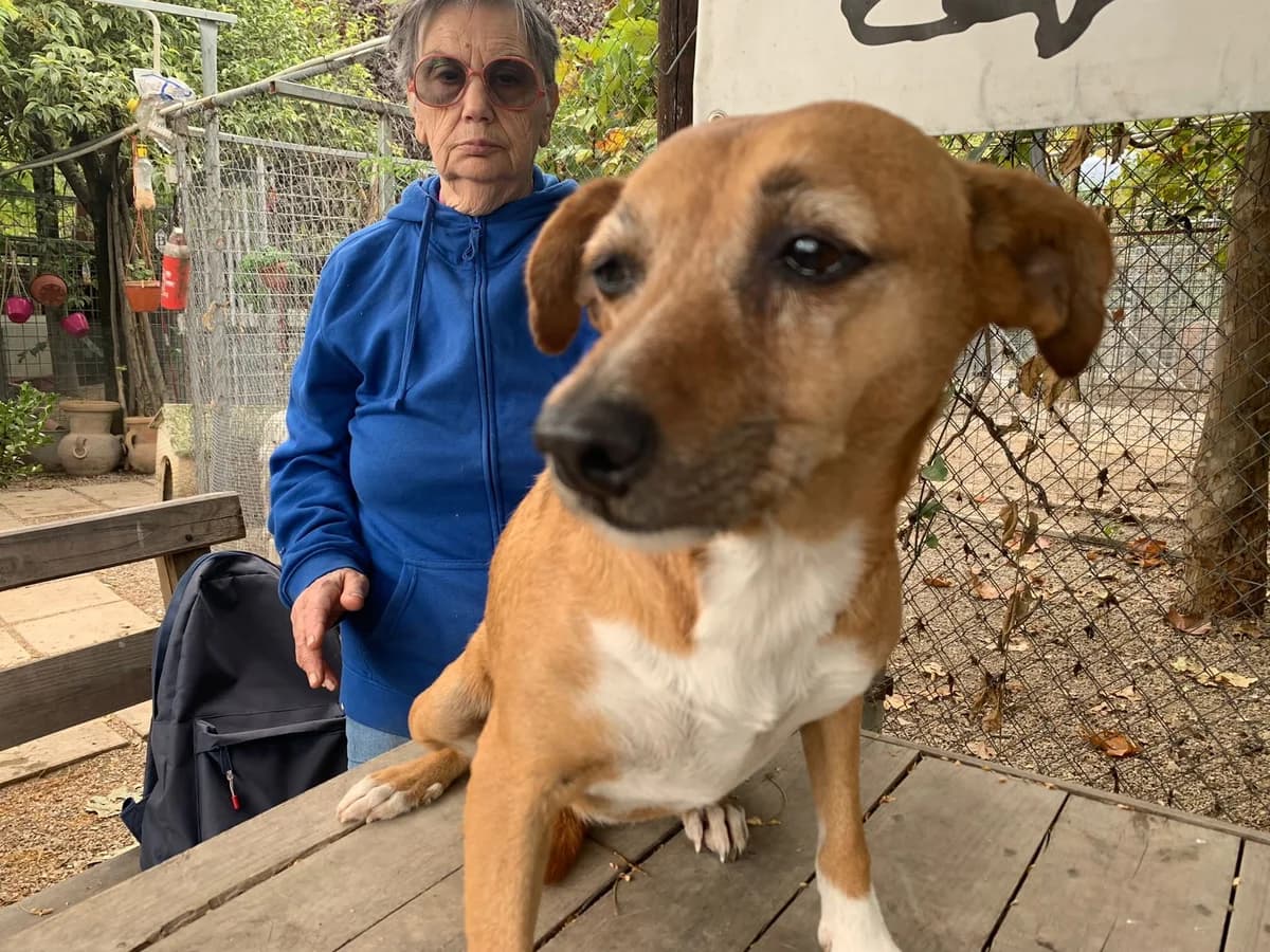 LIA, female 5yo Mixed Breed for adoption at Why Not Association gUG