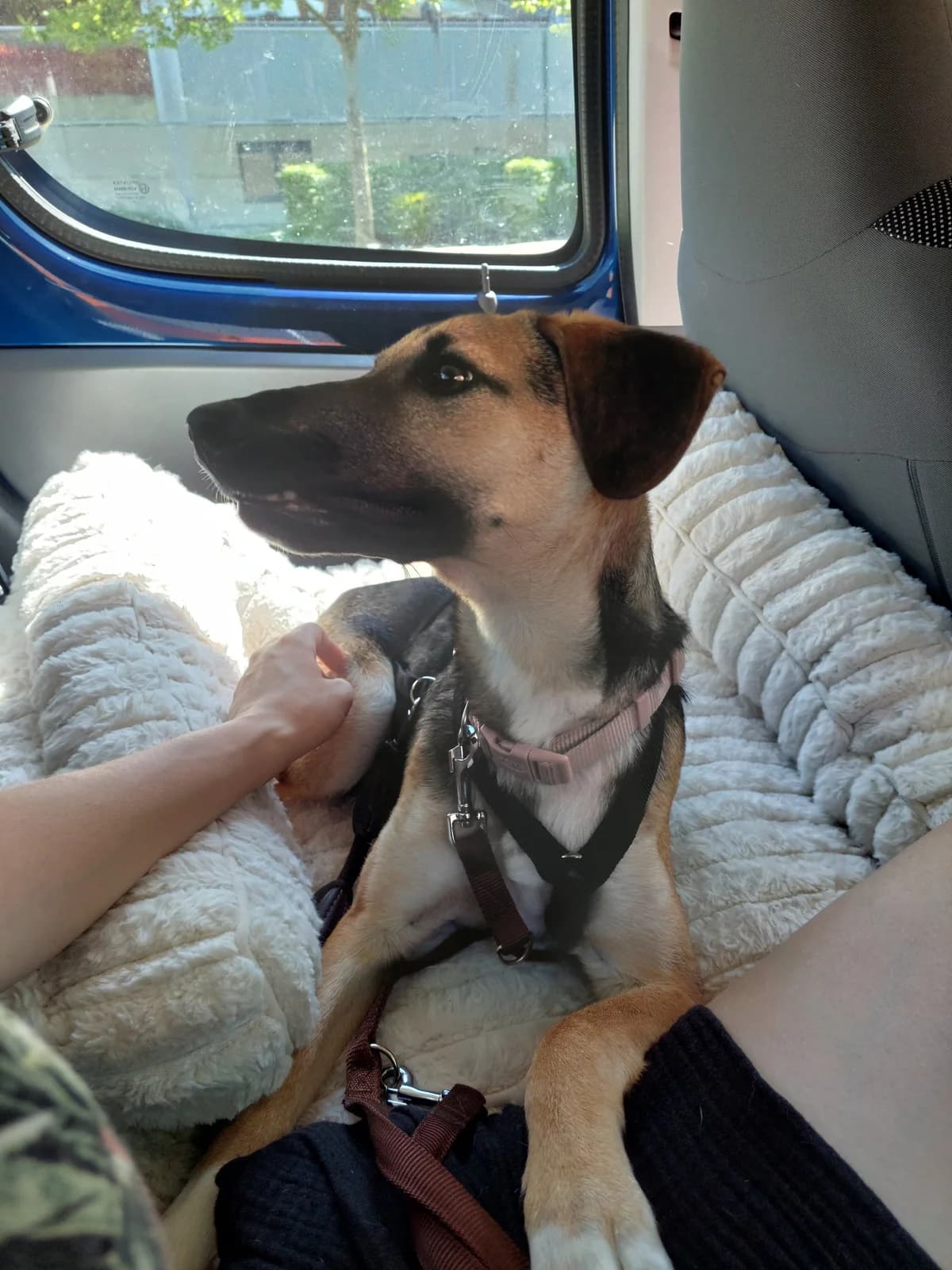 LILLY, female puppy Mixed Breed for adoption at Why Not Association gUG