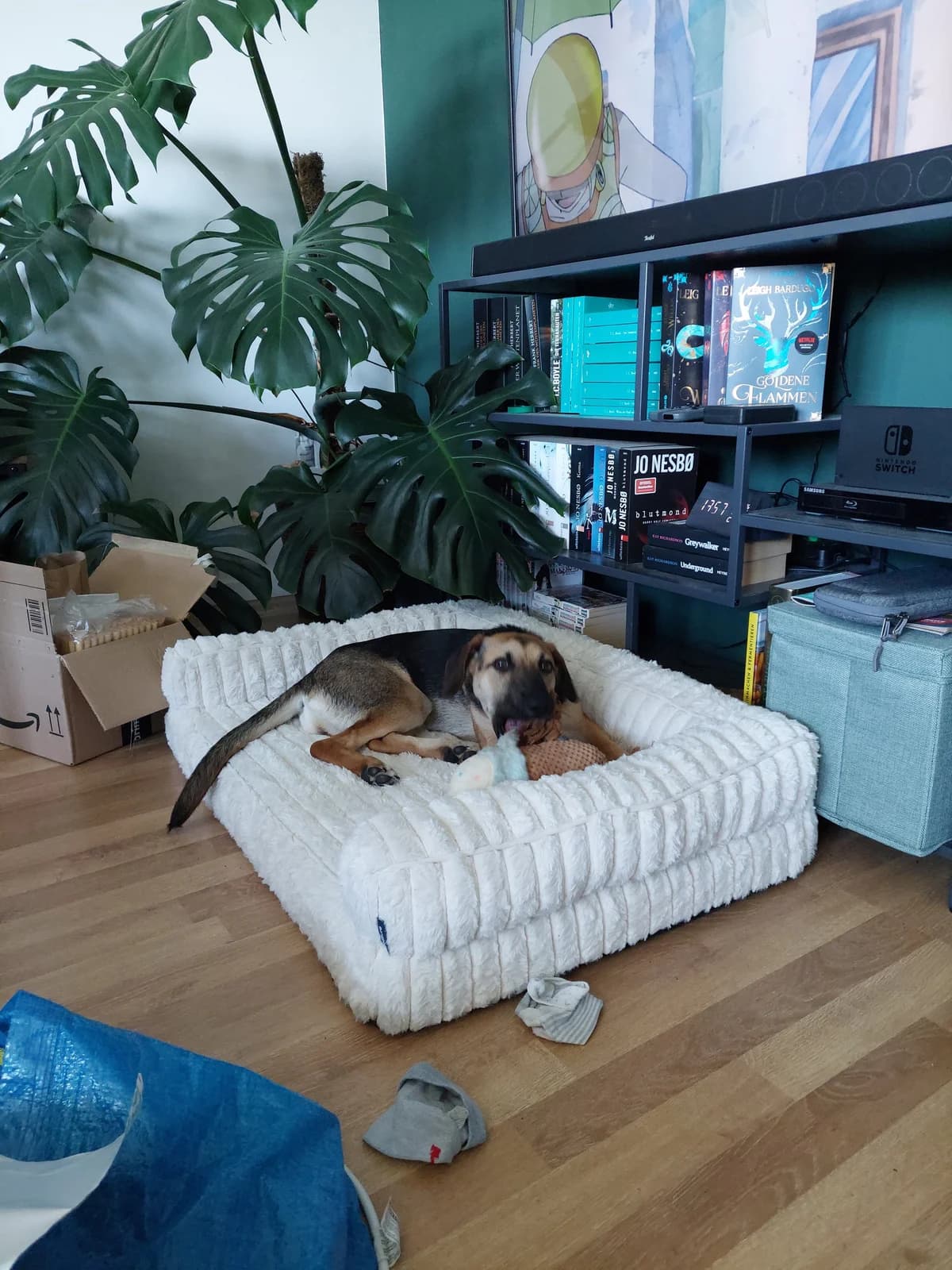 LILLY, female puppy Mixed Breed for adoption at Why Not Association gUG