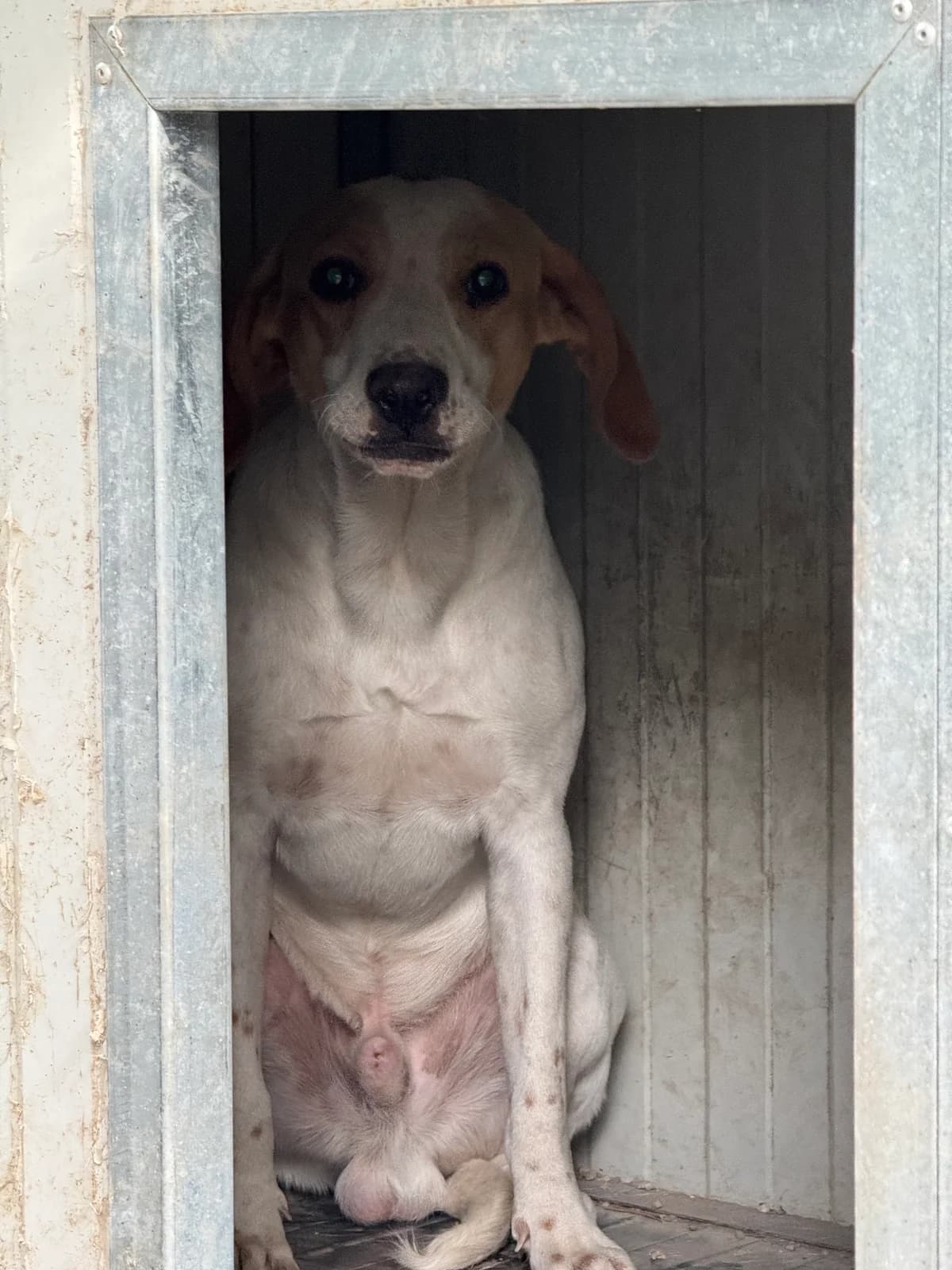 LINO, male young Mixed Breed for adoption at Why Not Association gUG