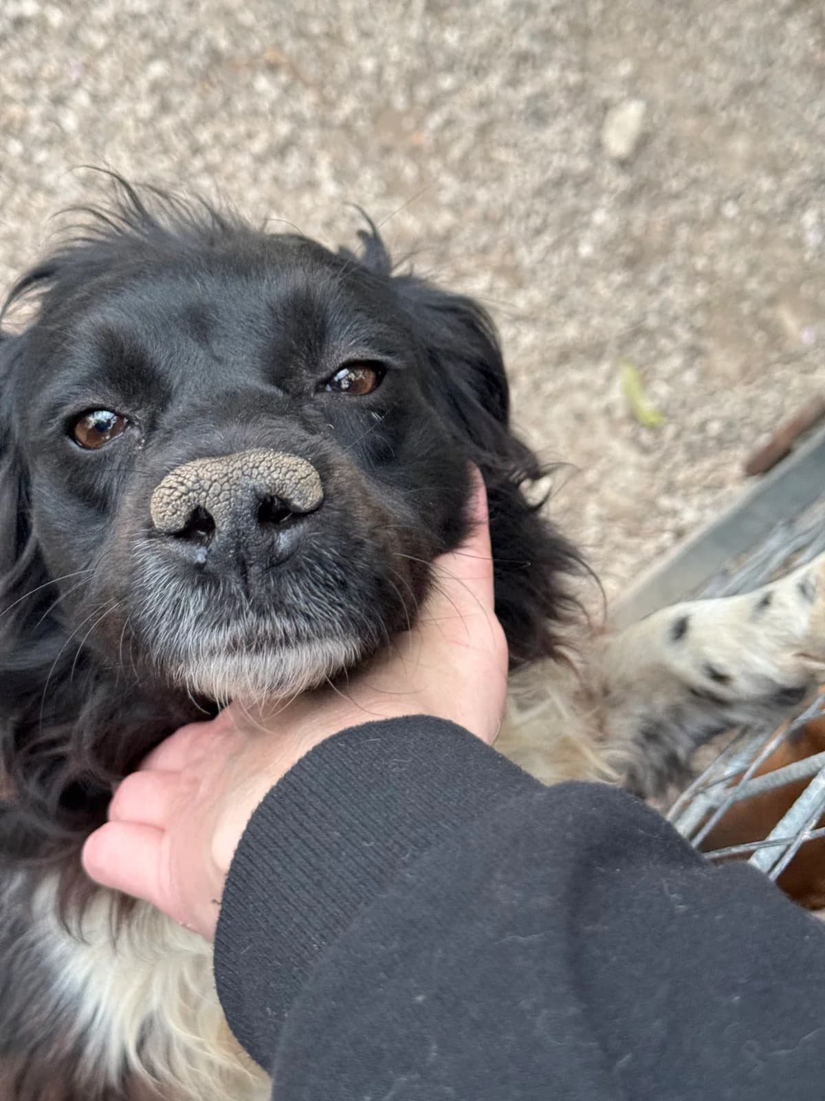 LUCY, female 4yo Mixed Breed for adoption at Why Not Association gUG