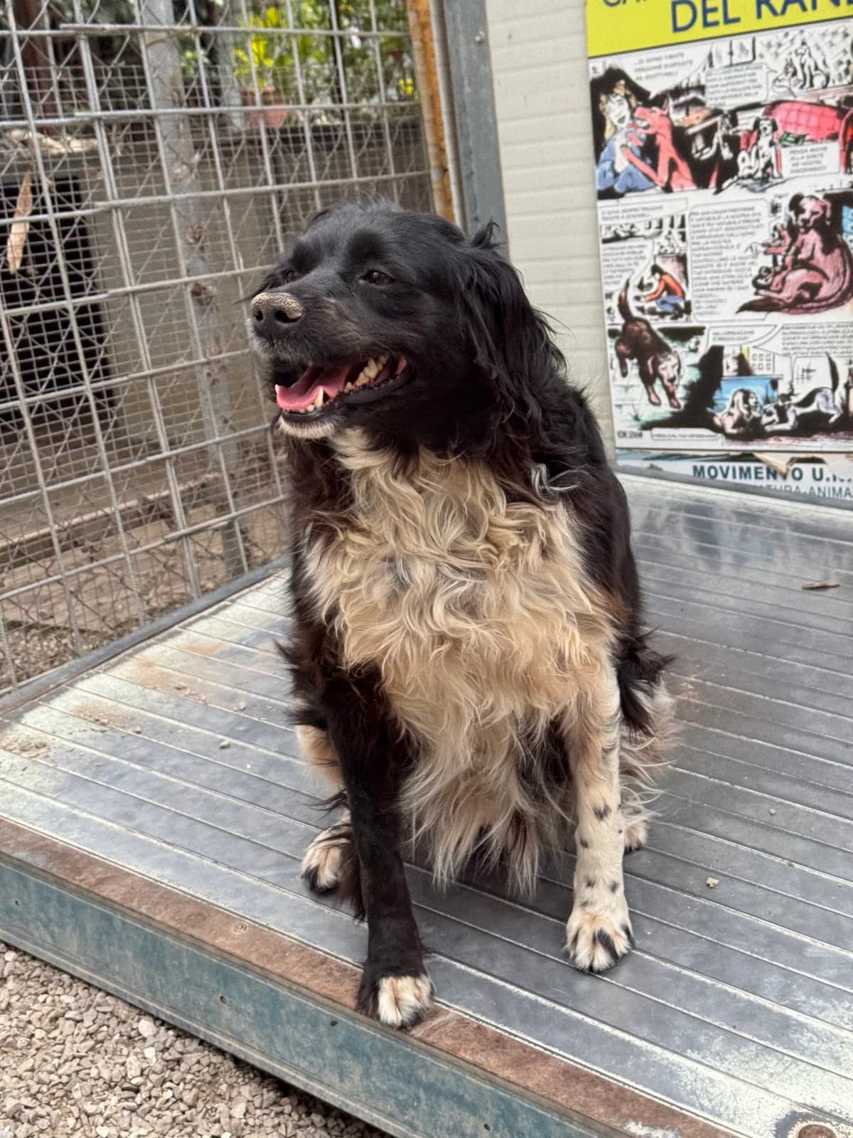 LUCY, female 4yo Mixed Breed for adoption at Why Not Association gUG