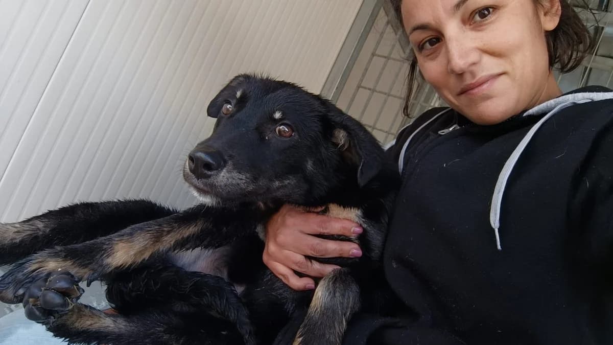 LUIGI, male young Mixed Breed for adoption at Why Not Association gUG