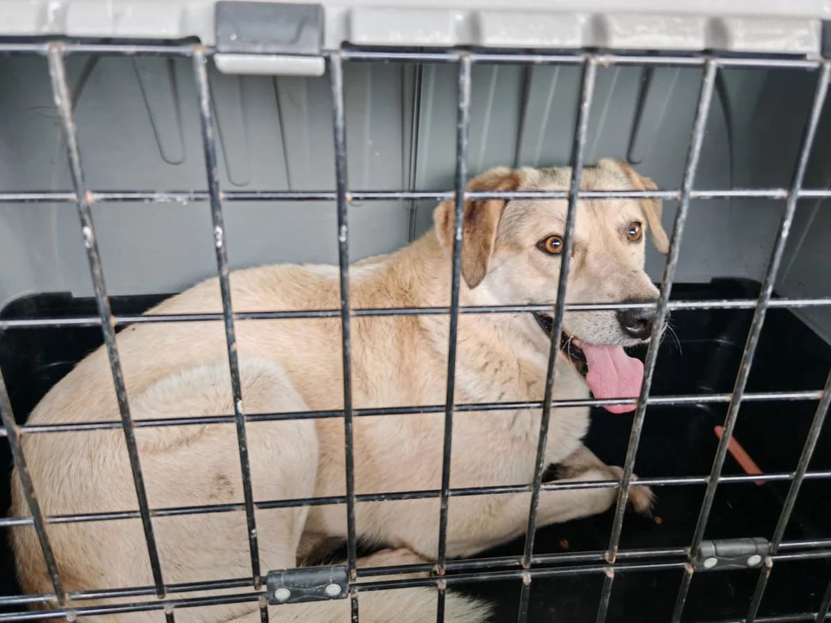 MARCO, 5yo Mixed Breed for adoption at Why Not Association gUG